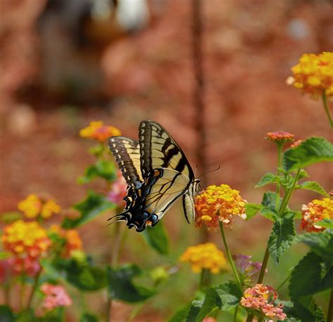 Eastern Tiger Swallowtail Butterfly Free Stock Photo - Public Domain Pictures