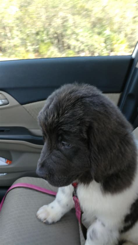 Nana is not sure about going to puppy school [x-post /r/newfoundlander ...