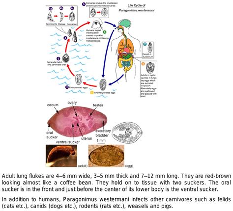 Paragonimus Westermani Life Cycle