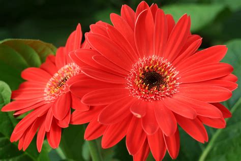 Red Gerbera by shockingbluerose on DeviantArt