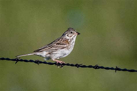 Vesper Sparrow - Owen Deutsch Photography