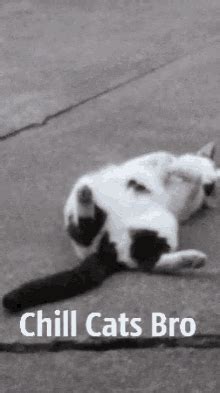 Chill Cat GIFs | Tenor