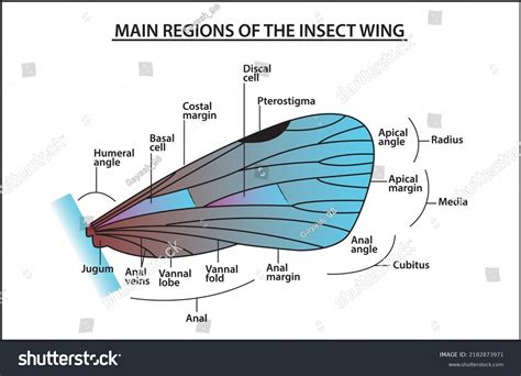 Insect Wings Main Region Insect Wings Stock Vector (Royalty Free ...