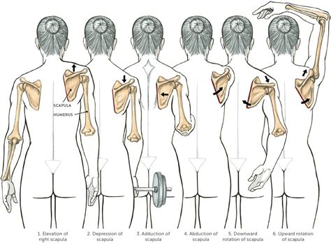 La scapola: kinesiologia applicata in palestra | Project inVictus