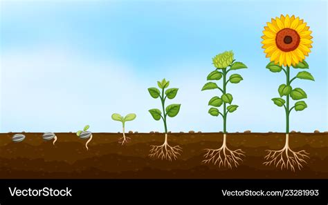 Stages Of Plant Growth Diagram