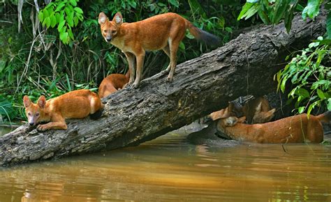 "THAI WILDLIFE CONSERVATION TOUR " On a recent trip..by KunPasit