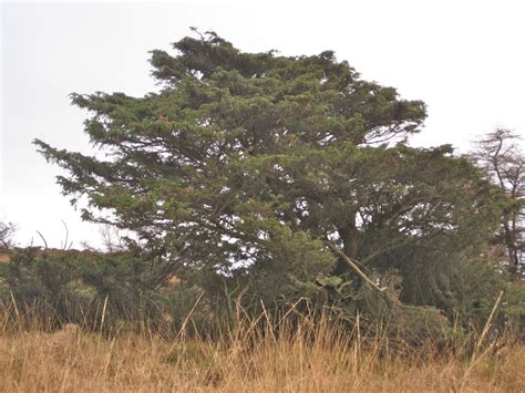 Juniper - Tree Guide UK - Common Juniper identification