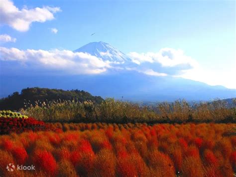 Mt. Fuji And Lake Kawaguchi Scenic Spots Day Tour From Tokyo