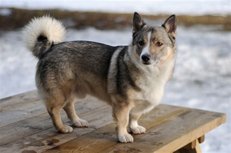 Swedish Vallhund - Puppies, Rescue, Pictures, Information, Temperament, Characteristics ...