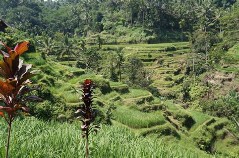 Photo gratuite: Champ De Riz, Bali, Agriculture - Image gratuite sur Pixabay - 1008147