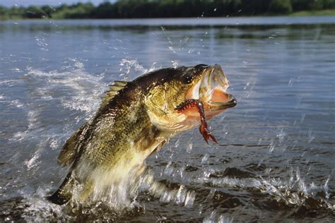 10 Bass Lures To Up Your Fishing Game in 2022