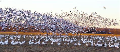 Seeing a snow goose migration is a unique experience | News, Sports, Jobs - The Express