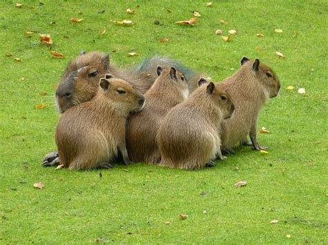 HD wallpaper: Capybara, Venezuela, Animals | Wallpaper Flare