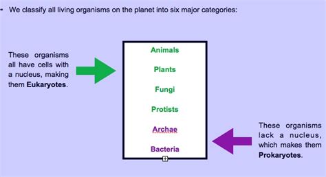 Kingdom Protista & Classification | The Coastal Classroom