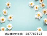 Daisies On Blue Background Free Stock Photo - Public Domain Pictures