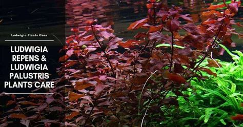 Ludwigia Palustris: Care and Types - The Aquarium Adviser