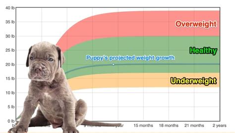 Cane Corso Weight+Growth Chart 2024 - How Heavy Will My Cane Corso ...