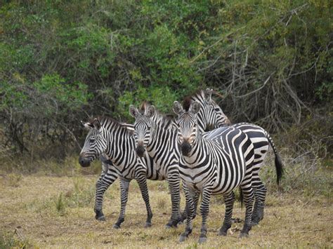 Herd of Zebras on wild HD wallpaper | Wallpaper Flare