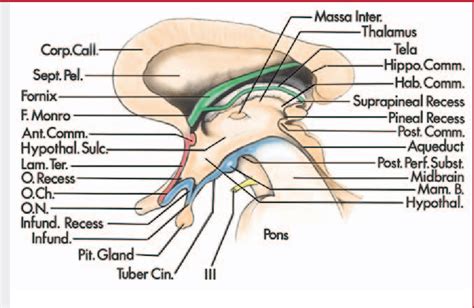 Third Ventricle Anatomy - Anatomical Charts & Posters