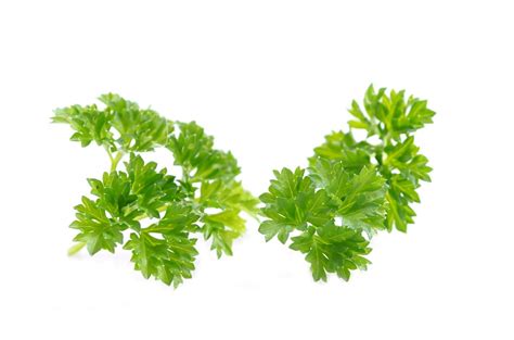 Parsley Garnish Italian - Free photo on Pixabay - Pixabay