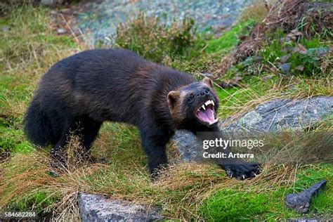 806 Wolverine Animal Images Stock Photos, High-Res Pictures, and Images ...