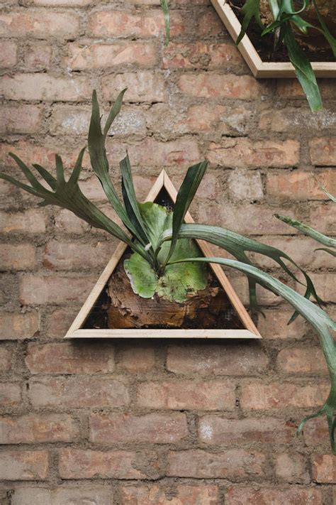 DIY // Geometric Staghorn Fern Boxes | Plants, Staghorn fern, Hanging garden