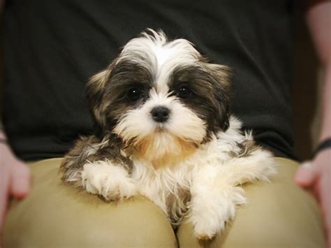 Shih Tzu DOG Brindle / White ID:2969424 Located at Petland Iowa City