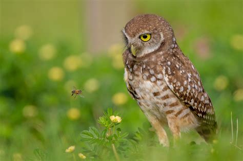 Burrowing Owl • Florida Wildlife Federation