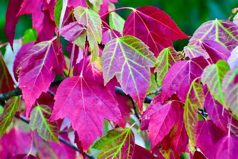 Oregon fall foliage latest map and forecast: Colors starting to turn in ...