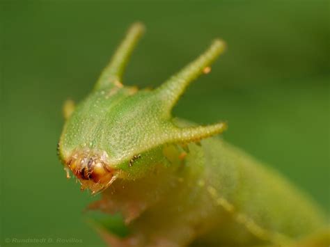 Tailed Emperor Butterfly Caterpillar | Insects, Beautiful bugs, Weird animals