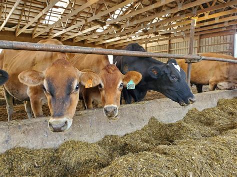 Young Dairy Farming Family Focuses on Sustainability | American Dairy ...