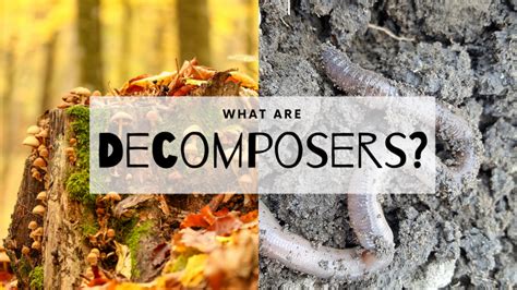 5 Examples Of Decomposers In The Environment - Science Trends