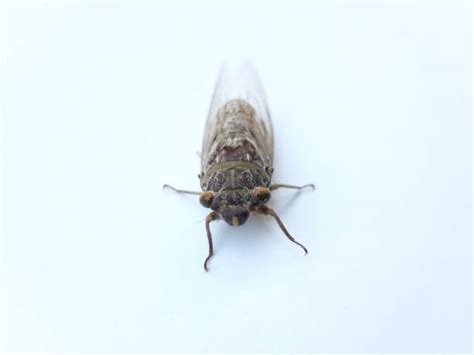 20+ Cicada Tymbal Stock Photos, Pictures & Royalty-Free Images - iStock