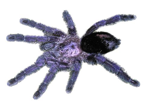 Purple Pink Toe Tarantula for Sale | Reptiles for Sale