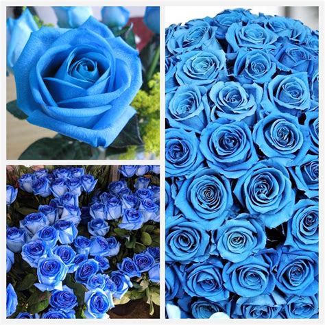 Amazon.com : SeedCoast Blue Rose Seeds for Planting - Rare Rose Bushes ...