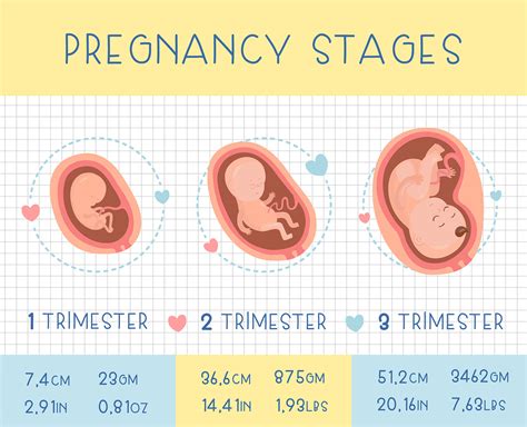 Pregnancy stages :: Behance