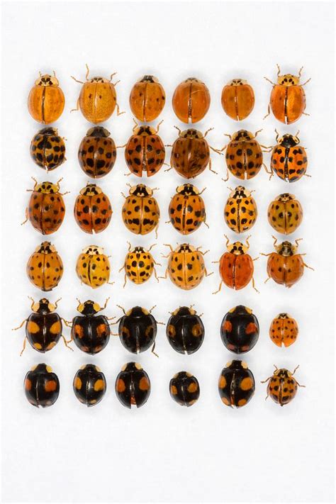 Learn to Tell the Difference Between Ladybugs and Asian Lady Beetles Fauna, Black Ladybug, Baby ...