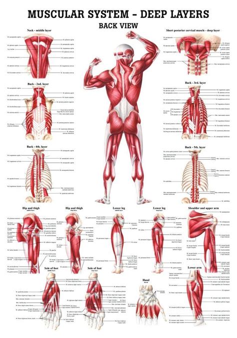 The Muscular System - Deep Layers, Back Laminated Anatomy Chart Human Body Anatomy, Human ...