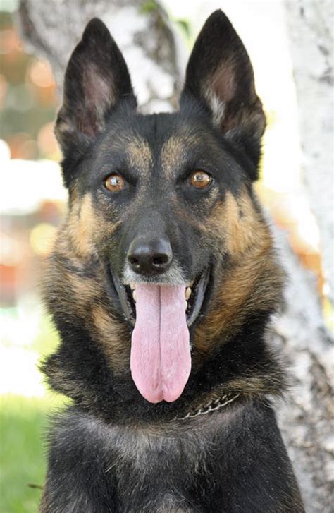 Westside German Shepherd Rescue of Los Angeles | Belgian shepherd, Unique dog breeds, Dog life