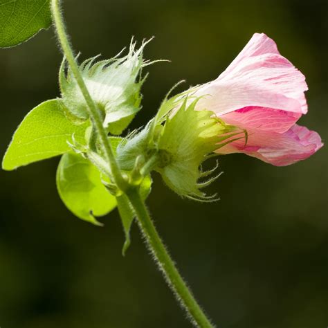 Levant Cotton seeds - Gossypium herbaceum - 8 seeds – Garden Seeds ...