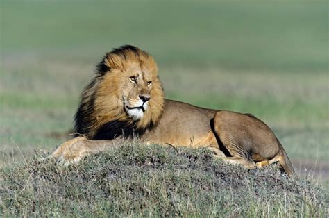 Premium Photo | Lion in its natural habitat. africa, kenya.