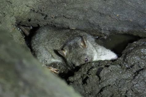 Queensland Coast: Water mouse (Xeromys myoides), a predator of crabs