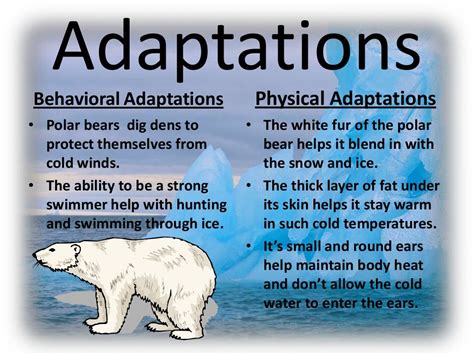 Polar bear adaptations