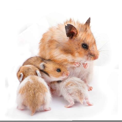 Hamster Pregnancy & Baby Hamsters - LittleFurryPets