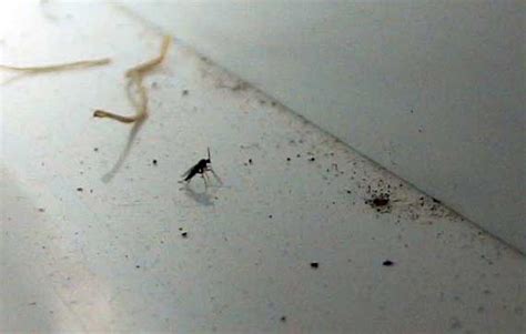 How to Get Rid of Fungus Gnats for Good! | Grow Weed Easy