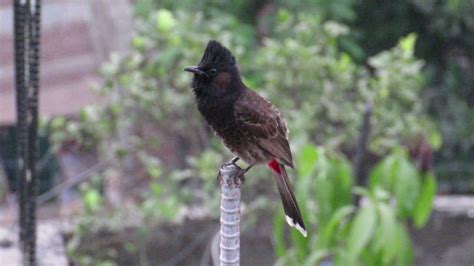 Red Vented Bulbul (Bulbuli) - YouTube