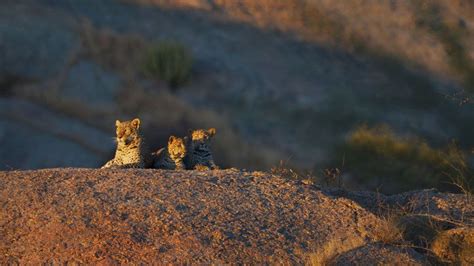 SUJÁN’s JAWAI Leopard Camp - | Middle East Arab Traveller AMA traveller