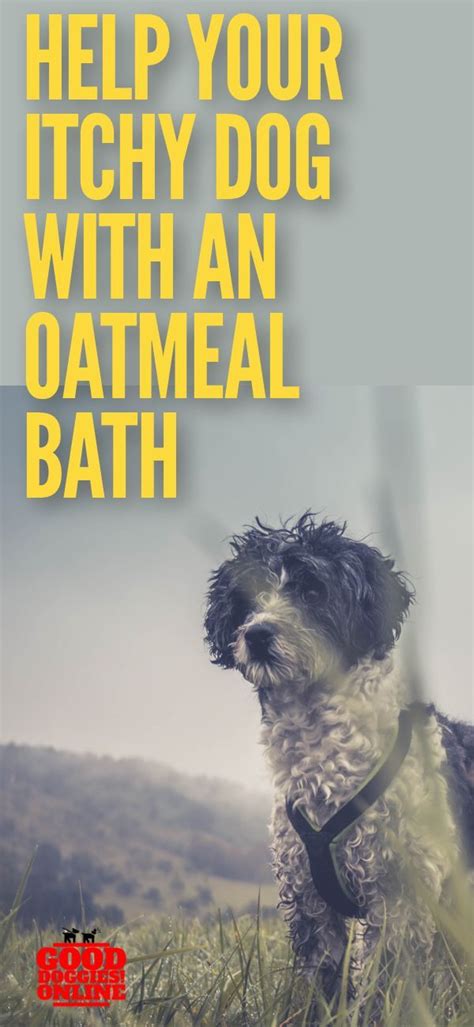 An Oatmeal bath for your dog can help relieve itchy skin and some other common dog health issues ...