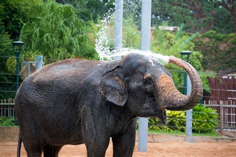 Evening Chill: Elephants - The Houston Zoo