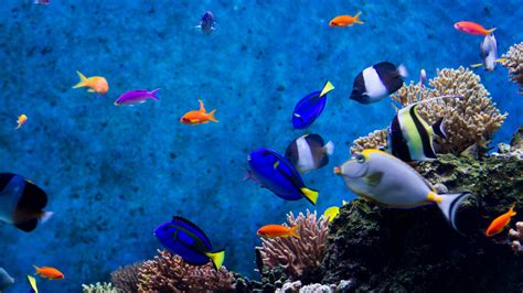 Free download Hd Wallpapers 1080p Aquarium Best HD Wallpapers ...